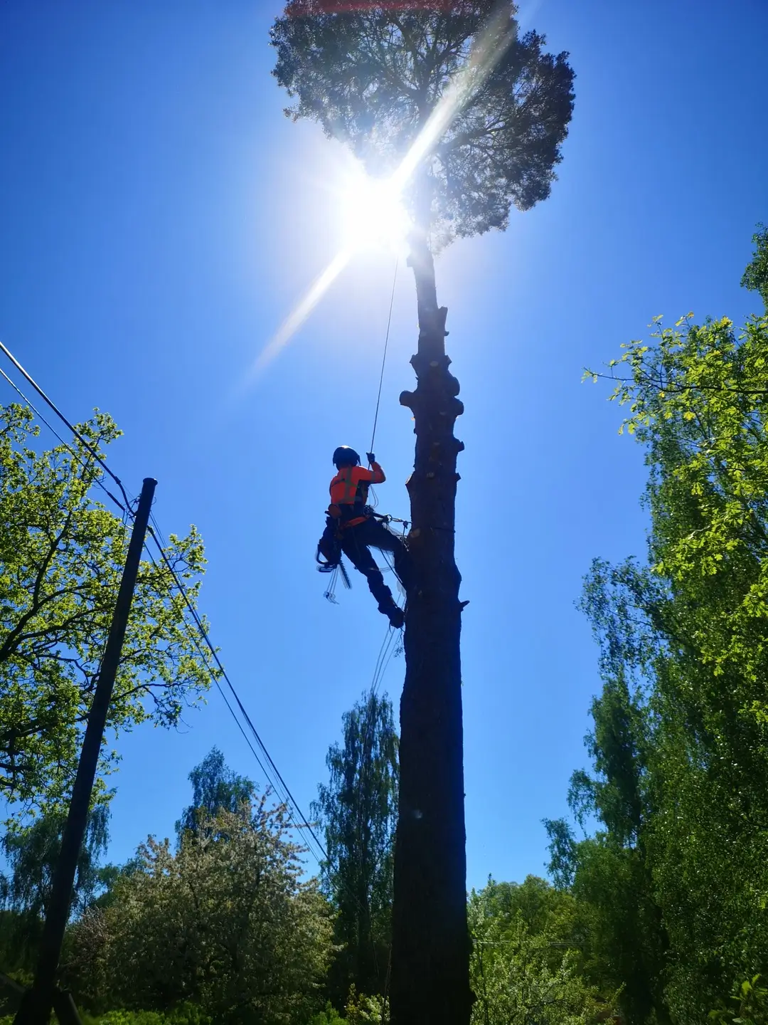 Arborist i arbete